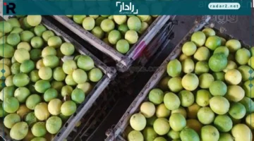 النوبة الصمغية تهدد ارتفاع أسعار الليمون قريبًا